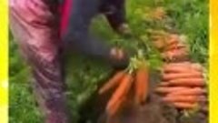 Когда правильно удобрял морковку и получил отличный урожай)