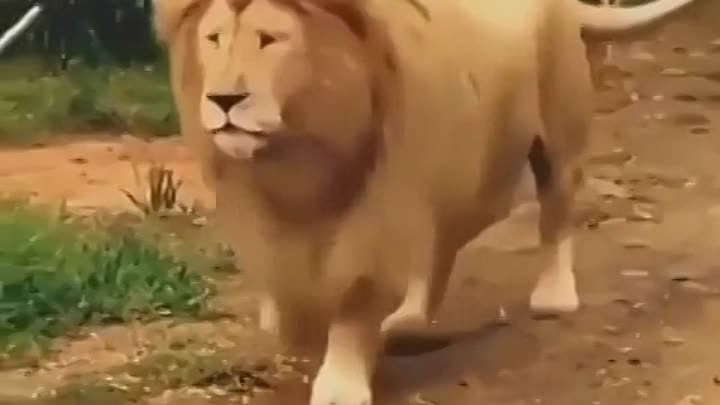 Поющий лев 🦁
