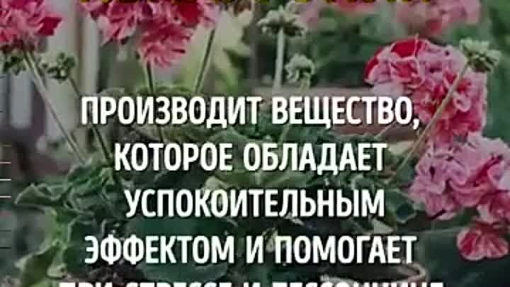 Растения, которые должны быть в каждом доме