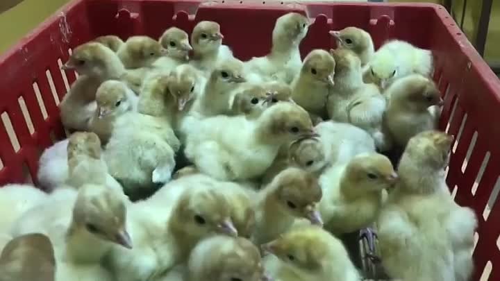 Индюшата 🐣🐣🐣 Хайбрид Грейд Мейкер!