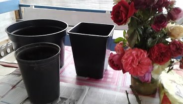 высаживаем розы в контейнеры, передержка до весны