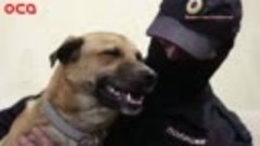 Бездомный пёс из Херсона стал напарником для полицейского из...