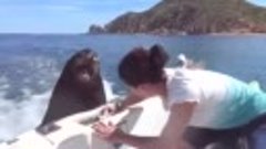Морской лев просит рыбу у людей в лодке
