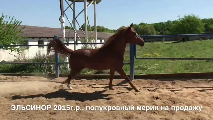Продажа лошадей  конефермы Эквилайн, тел., WhatsApp +79883400208 (Эл ...