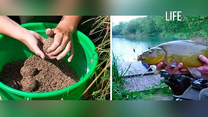 Приманка на линя своими руками Приманка на линя своими руками