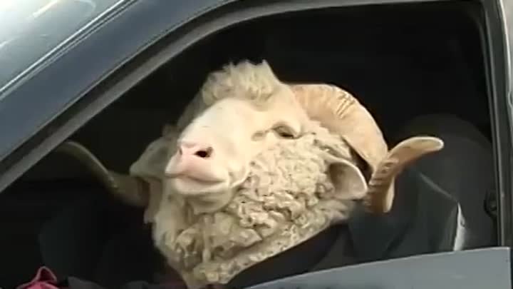 Как выглядит машина барана Как выглядит машина барана