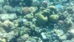 Кораллы Красного моря Египта