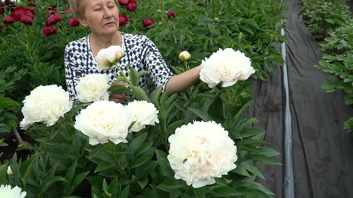 Интернет Магазин Цветок Славянск На Кубани Ворошилова