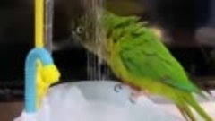 У каждого, уважающего себя попугая, должна быть своя ванна.