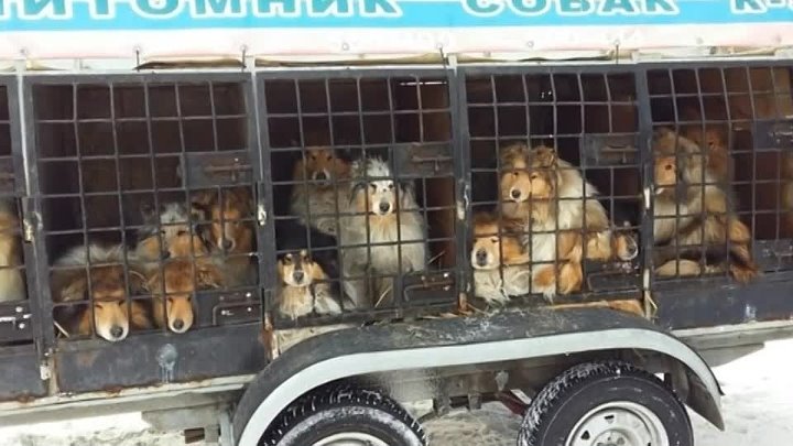 Питомник к9 иркутск официальный сайт фото собак Питомник к9 иркутск официальный сайт фото собак