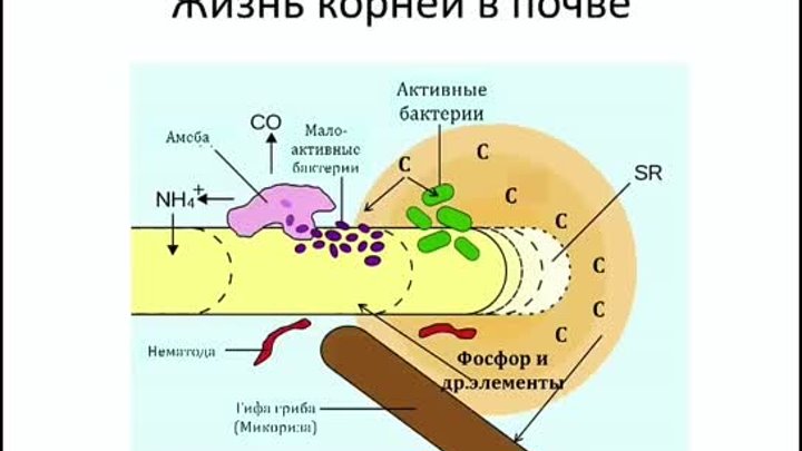 Почва - это система, в которой зарождается жизнь