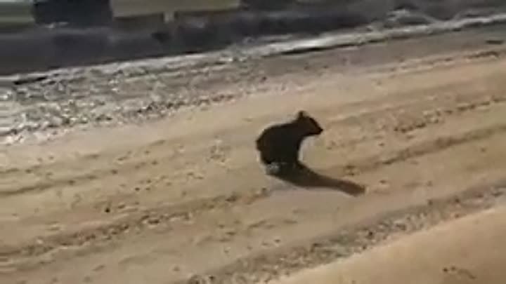 Медведица с медвежонком в ХМАО-Югра.