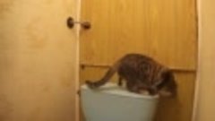Кот безобразничает в туалете.Пока никто не видит:)
