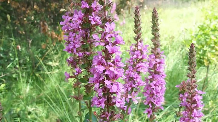 Плакун трава фото или дербенник Плакун трава фото или дербенник