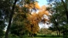 Деревья в осеннем парке. 08.10.22.