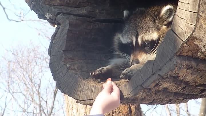 Можно смотреть бесконечно! Милота зашкаливает )))))