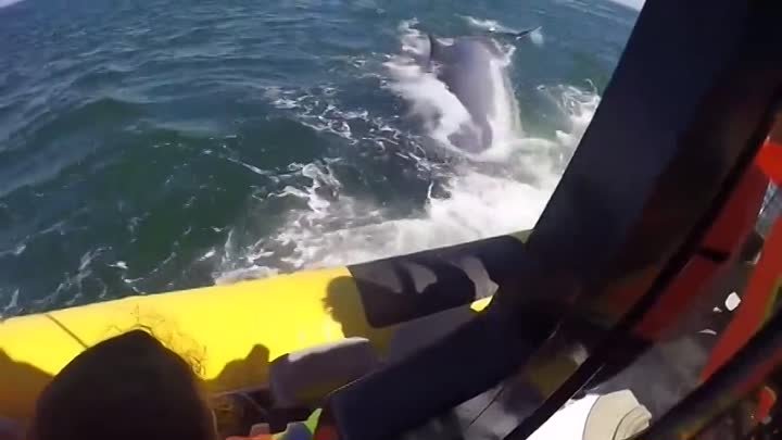 Огромый кит под лодкой