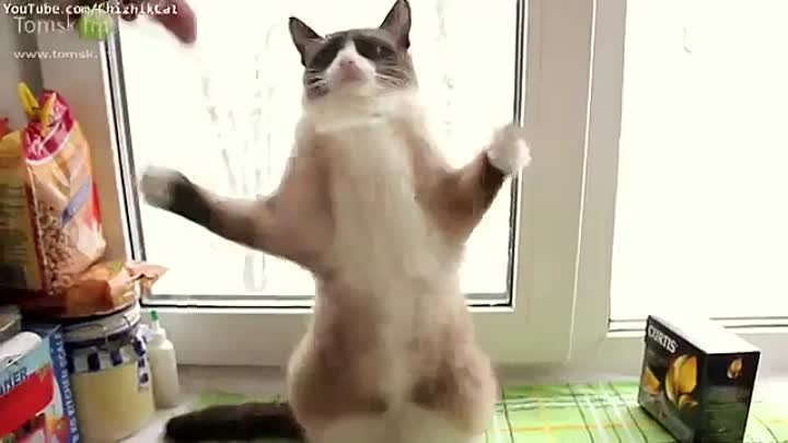 Кот классно танцует))
