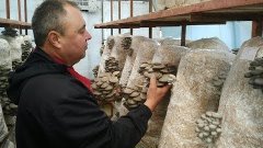 Снятие грибов вешенки с блока (how to collect mushrooms from...