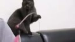 Кот играет со своим кожаным питомцем

