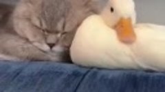 pinterest__1683565531681_Cat and Duck Fight and Love 576x102...