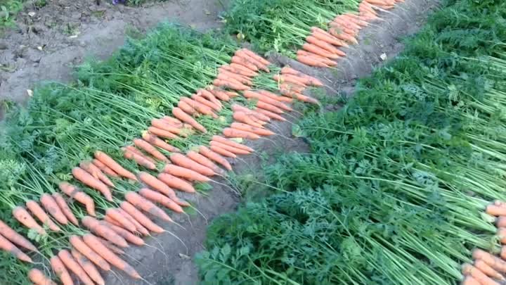 Морковка 2018