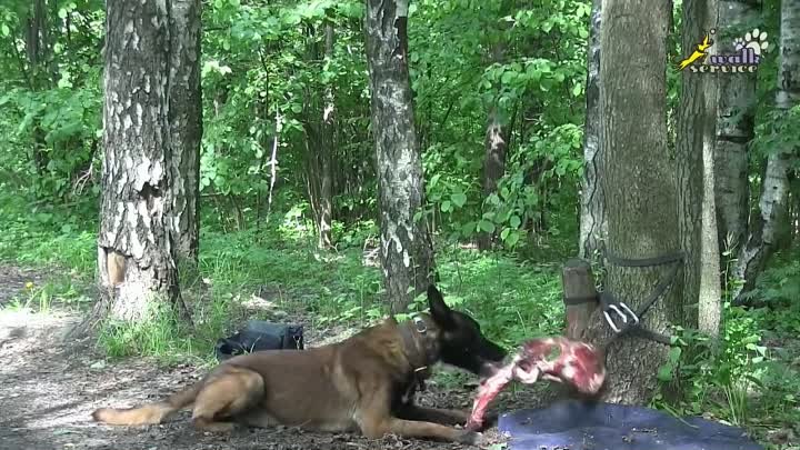 Пищевая агрессия у щенка, прошло два года и вот результат