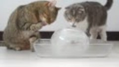 Коты и ледяной шар )))