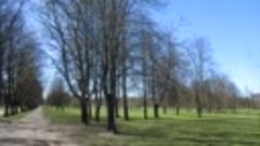 особое дерево в парке Победы Рига Латвия 21 4 2018