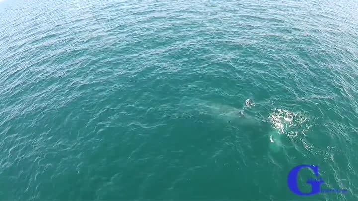 Горбатый кит выдул идеальную радугу