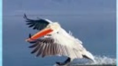 Грациозное приземление пеликана на воду! 👍