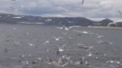 Чайки в Баренцевом море.
