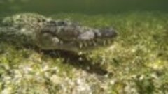 Нырялка с крокодилами, Мексика.
