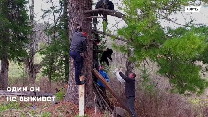 На Алтае спасли медвежонка, оставшегося без мамы 