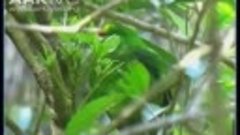 4239.Желтолобый прыгающий попугай (Cyanoramphus auriceps)