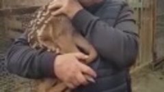 Нежность - оленёнок уснул на руках директора зоопарка