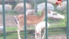 В Ярославском зоопарке у ланей родился детеныш-альбинос