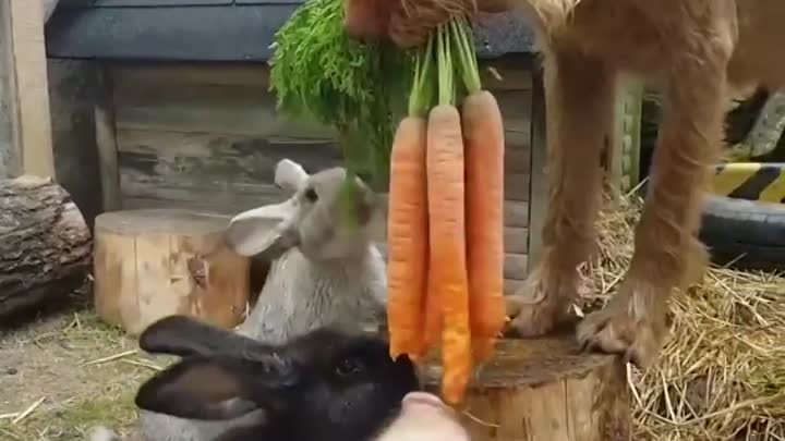 feeding-some-bunnies