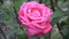 Розы Любовь Шепилова-720p.mp4