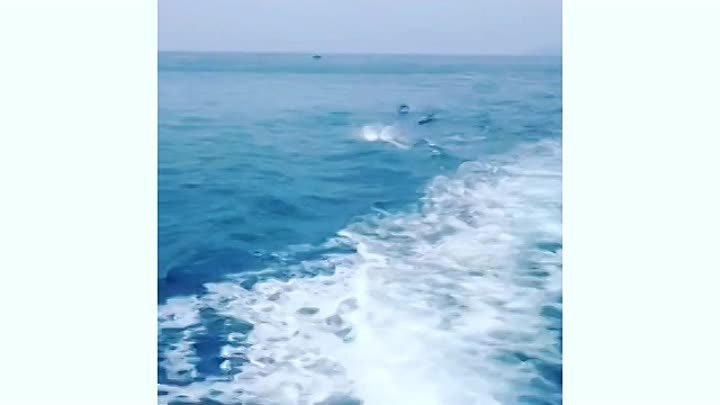 Андаманское море #дельфины