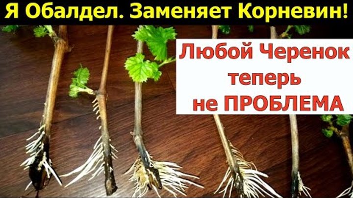 Я ОБАЛДЕЛ. ГЕНИАЛЬНО И ПРОСТО СПОСОБ УКОРЕНЕНИЯ черенков! 100% рабоч ...