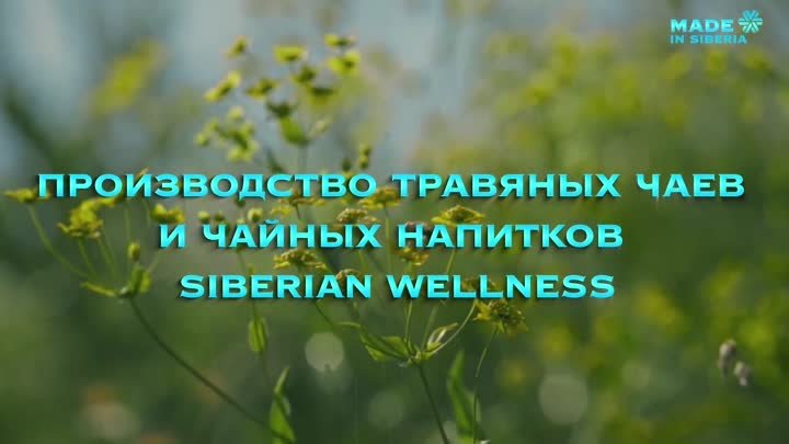 Чай Siberian Wellness