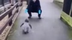 Пингвиненок изо всех сил бежит к своей маме. Выглядит это ма...