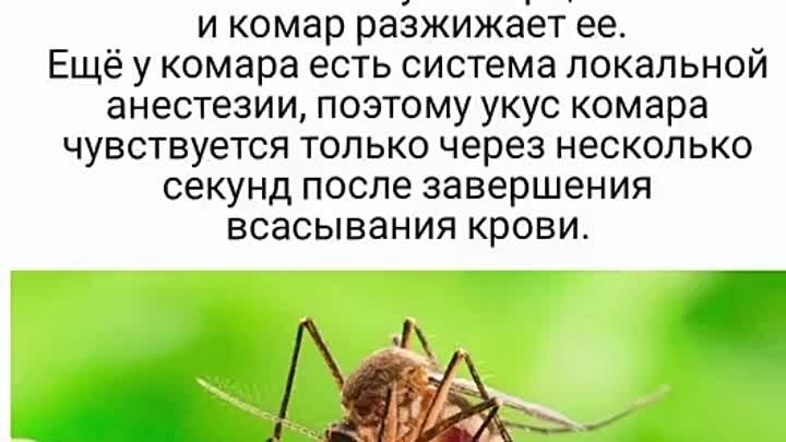 ...о комарах