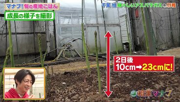 相葉マナブ 230521 動画 マナブ！旬の産地ごはん〜千葉県旭市のアスパラガス | 2023年5月21日