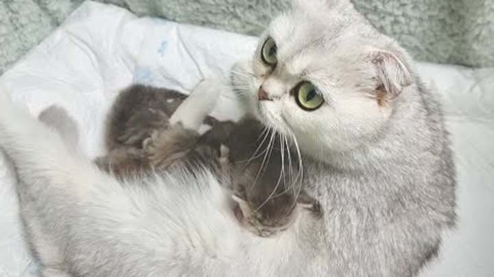Мама кошка ругает хозяйку за то, что она забрала котенка и лечит глаза