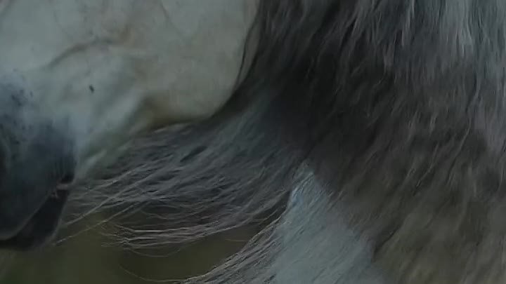 Лошади – чудо природы! 