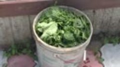 Ферментация крапивы! Лучшее зеленое удобрение