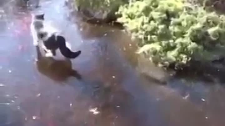 Кот ловит рыбу подо льдом