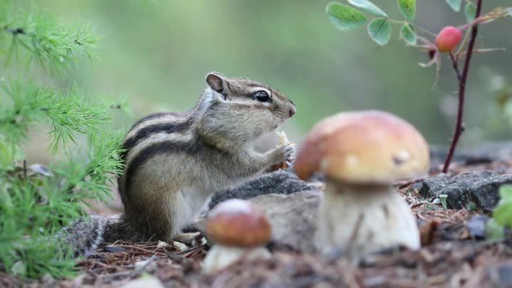 Мир бурундучка ! 🌲🐿🌳